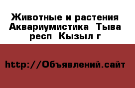 Животные и растения Аквариумистика. Тыва респ.,Кызыл г.